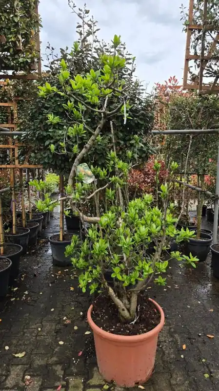 Korting | Prunus armeniaca ‘Tros Oranje‘