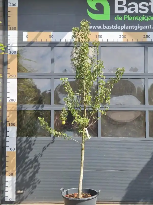 Prunus avium Kordia Karaktervorm | Voordelig