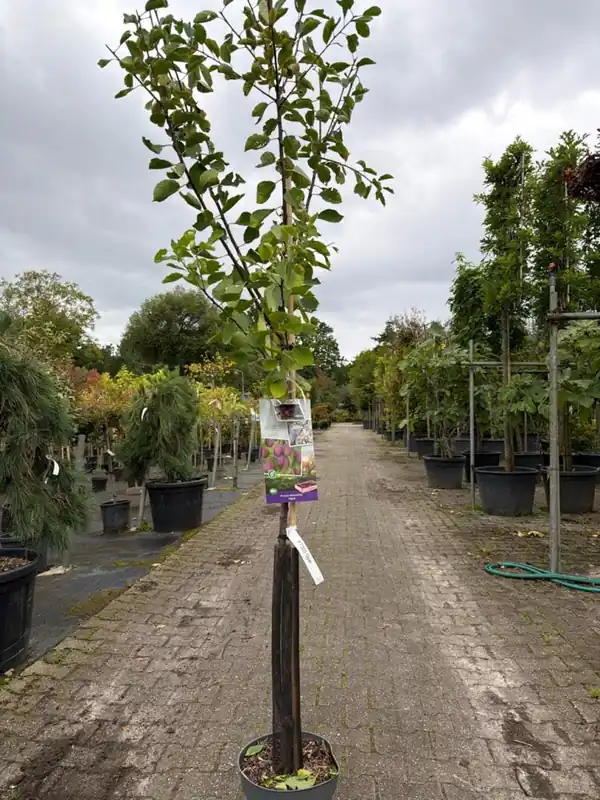Prunus d Opal halfstam | Zolang de voorraad strekt