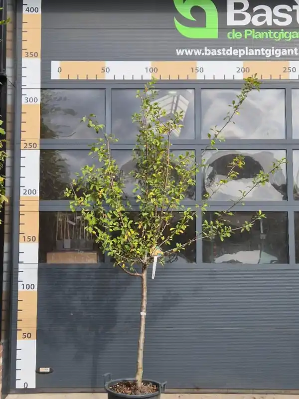 Prunus d. ‘Mirabelle de Nancy‘ Halfstam | Wees er snel bij