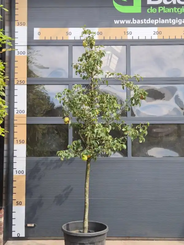 Premiumkwaliteit - Pyrus c. ‘Doyenn‚ du Comice‘