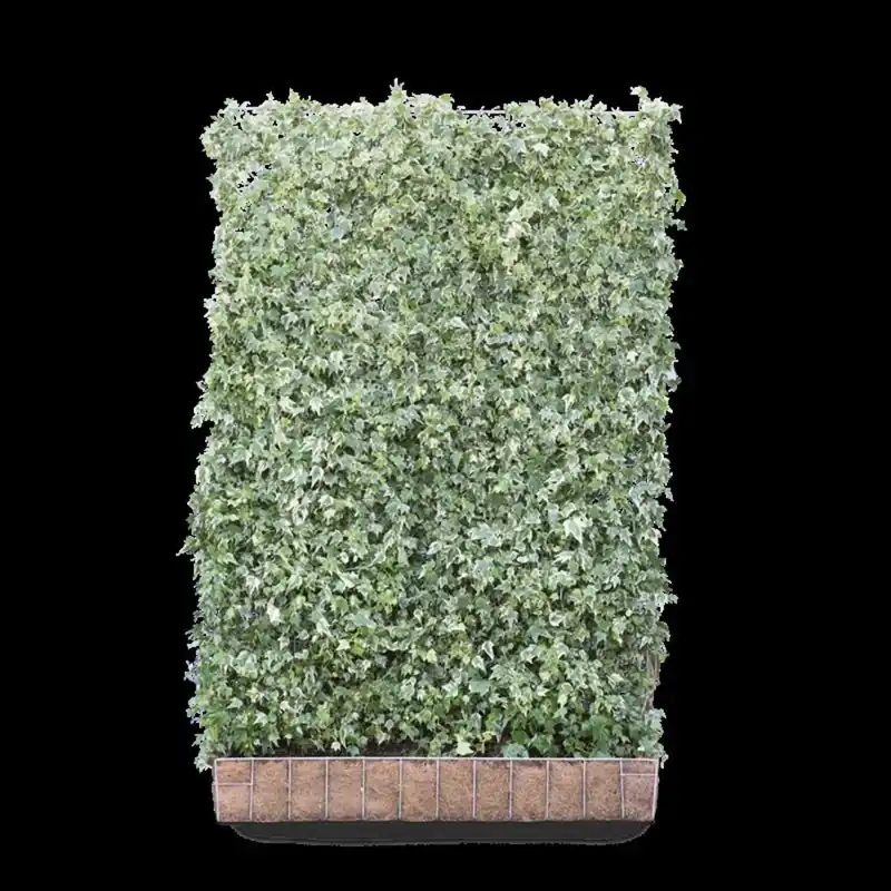 Hedera h. ‘White Ripple‘ Kant & Klaar Haag | Net toegevoegd