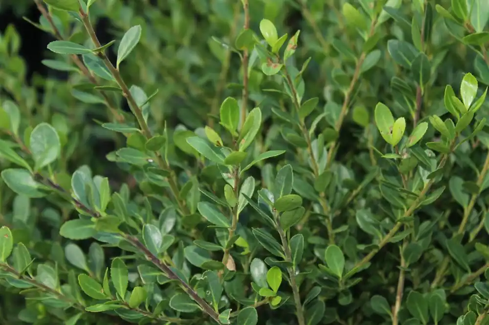 Fabrieksprijs - Ilex cre. ‘Caroline Upright‘