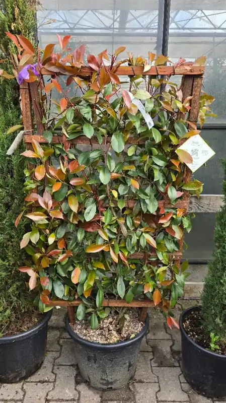 Rechtstreeks van de fabrikant - Photinia fraseri ‘Red Robin‘ Paneel
