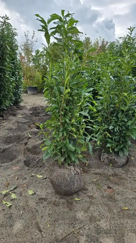 Prunus l. ‘Genolia‘ | Klaar voor verzending