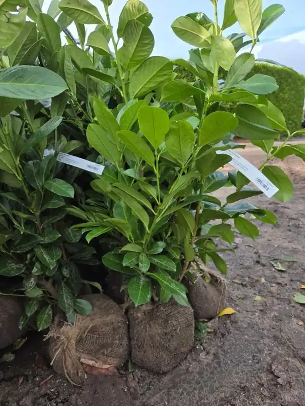 Snelle verzending | Prunus l. ‘Rotundifolia‘