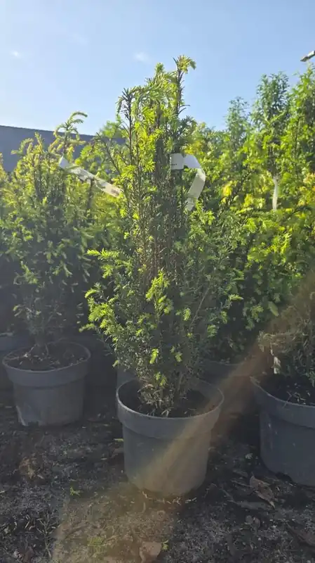 Nieuw binnen | Taxus baccata