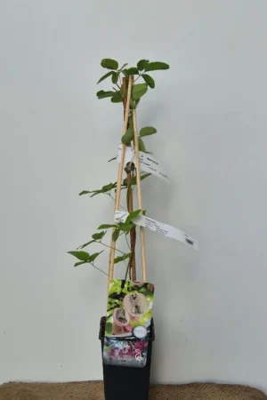 Akebia quinata | Opruiming