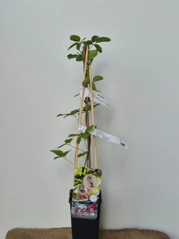 Akebia quinata | Opruiming