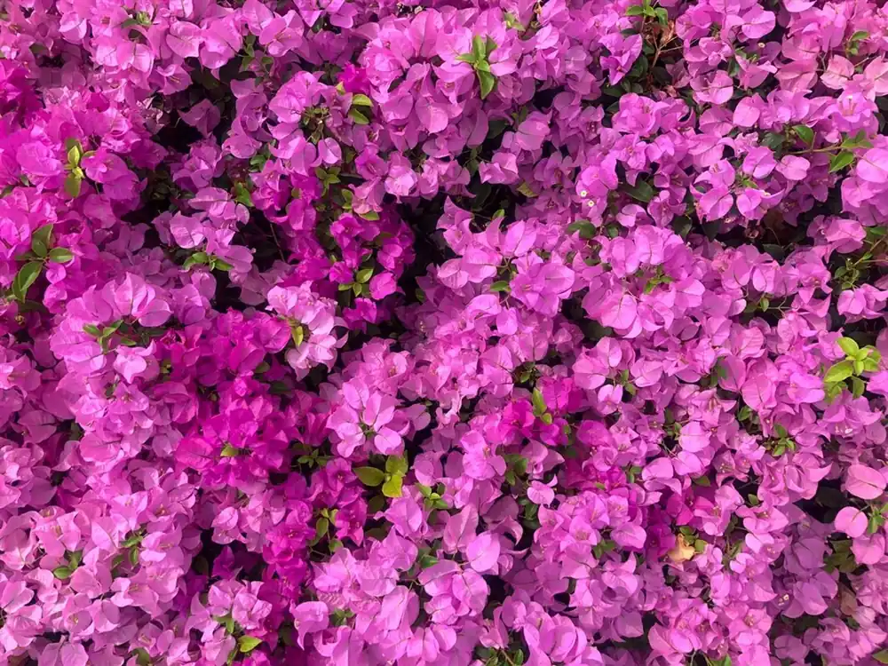 Topdeal | Bougainvillea spectabilis