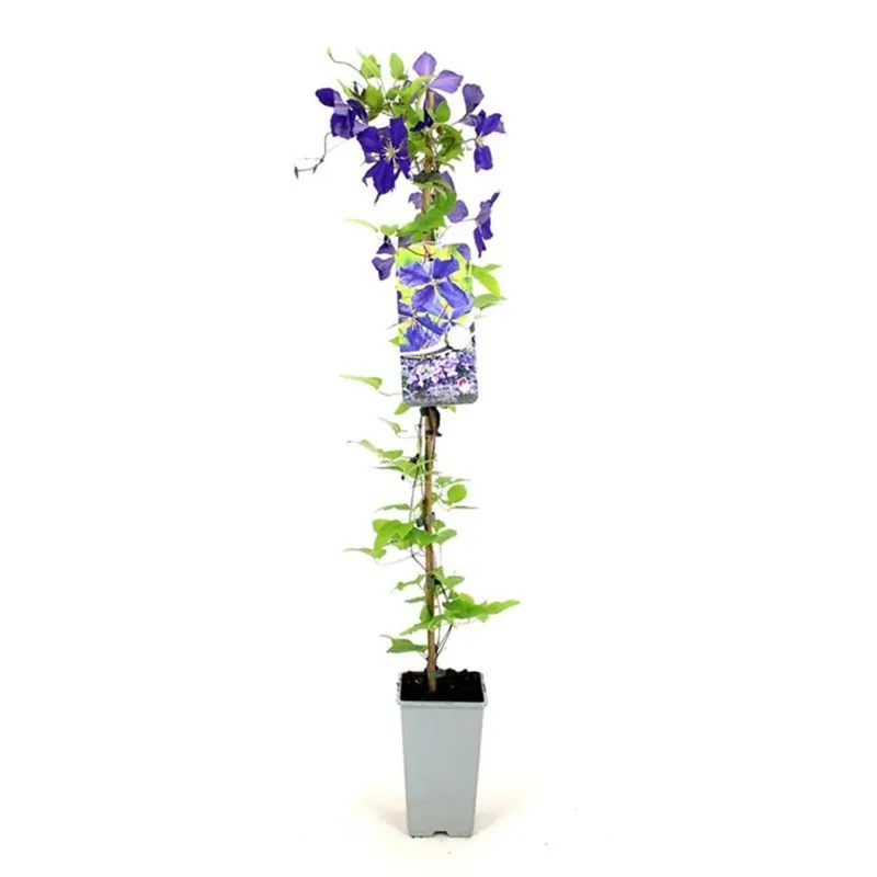 Clematis ‘Jackmanii‘ | Aanrader