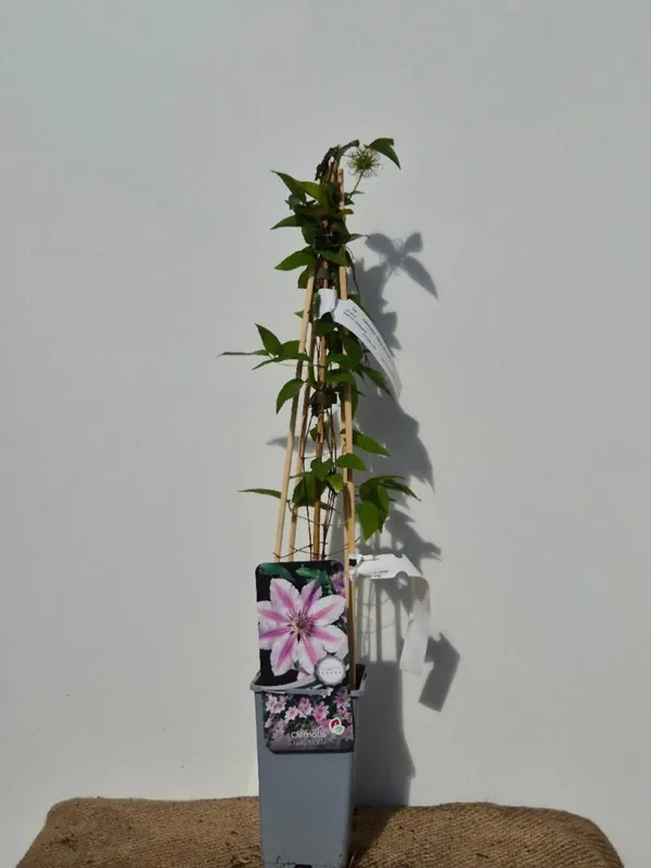Nieuw binnengekomen | Clematis ‘Nelly Moser‘