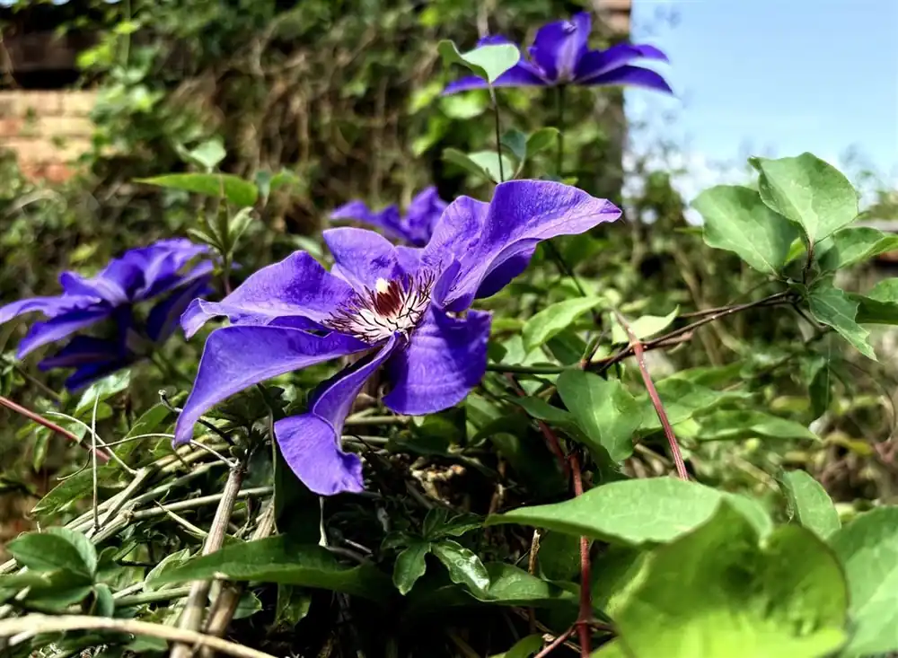 Net gelanceerd | Clematis ‘The President‘