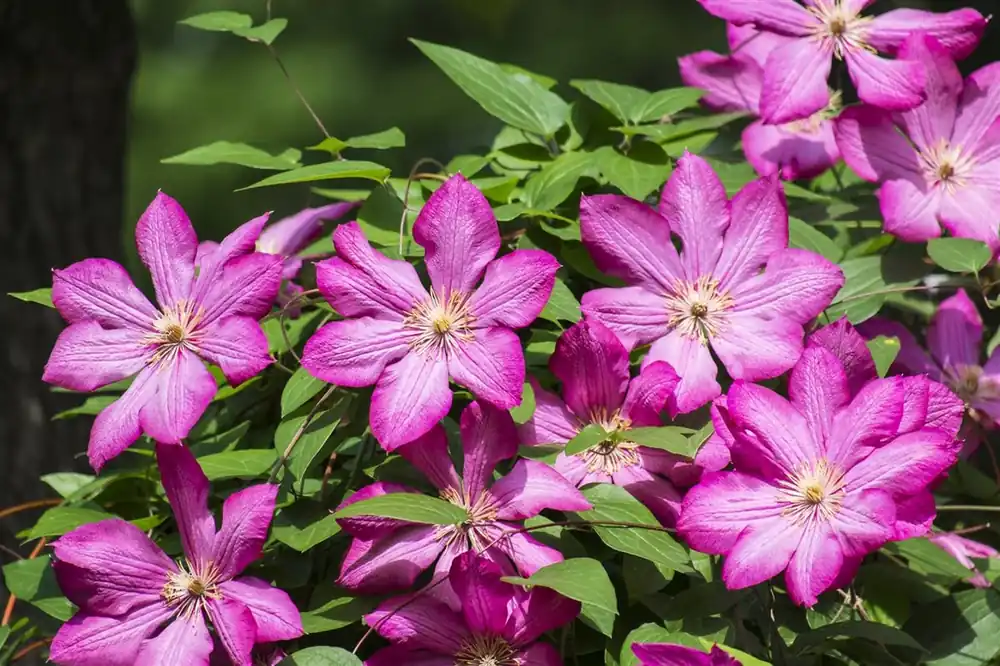 Professionele kwaliteit - Clematis ‘Ville de Lyon‘