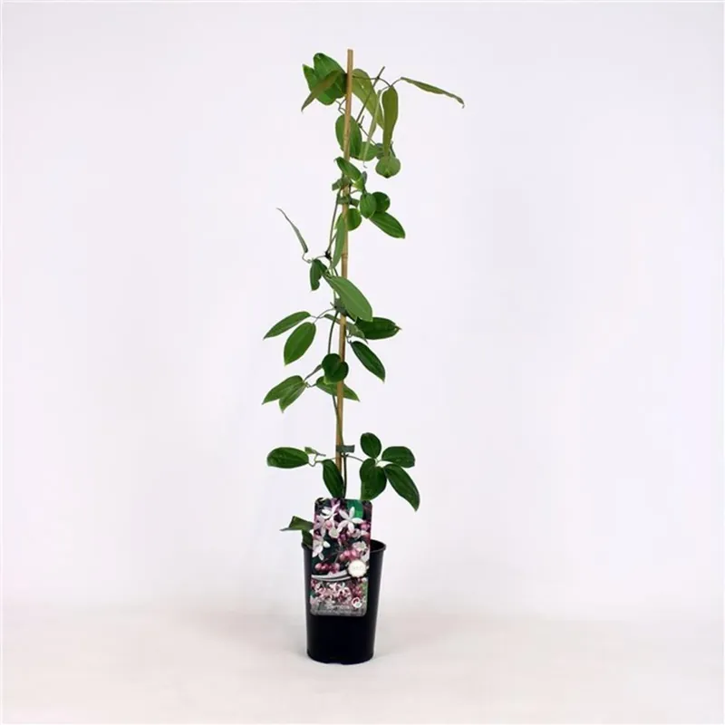 Clematis arm. ‘Apple Blossom‘ | Veilig betalen