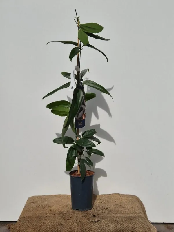 Clematis armandii - Superprijs