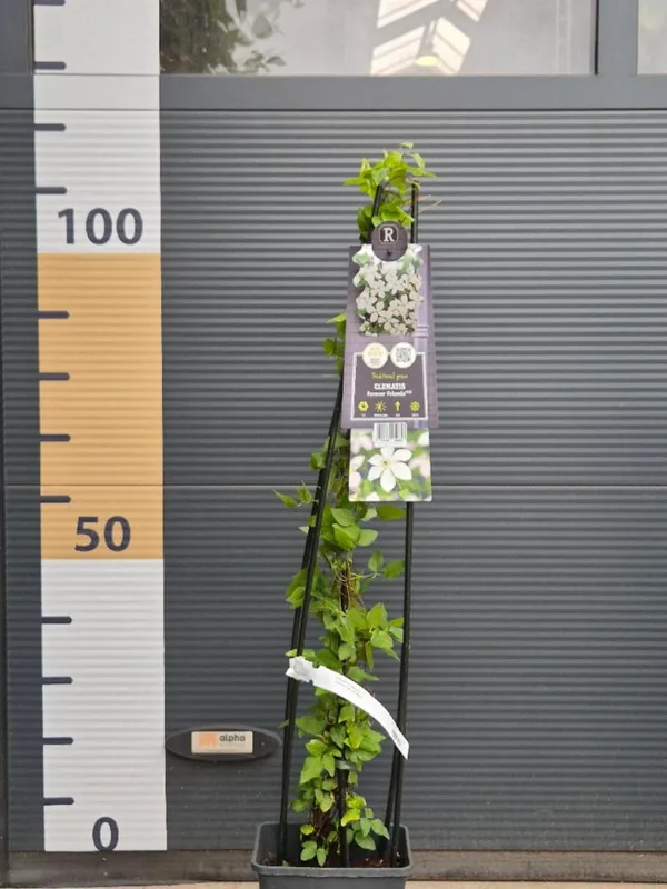 Clematis in cultivars | Bestel vandaag