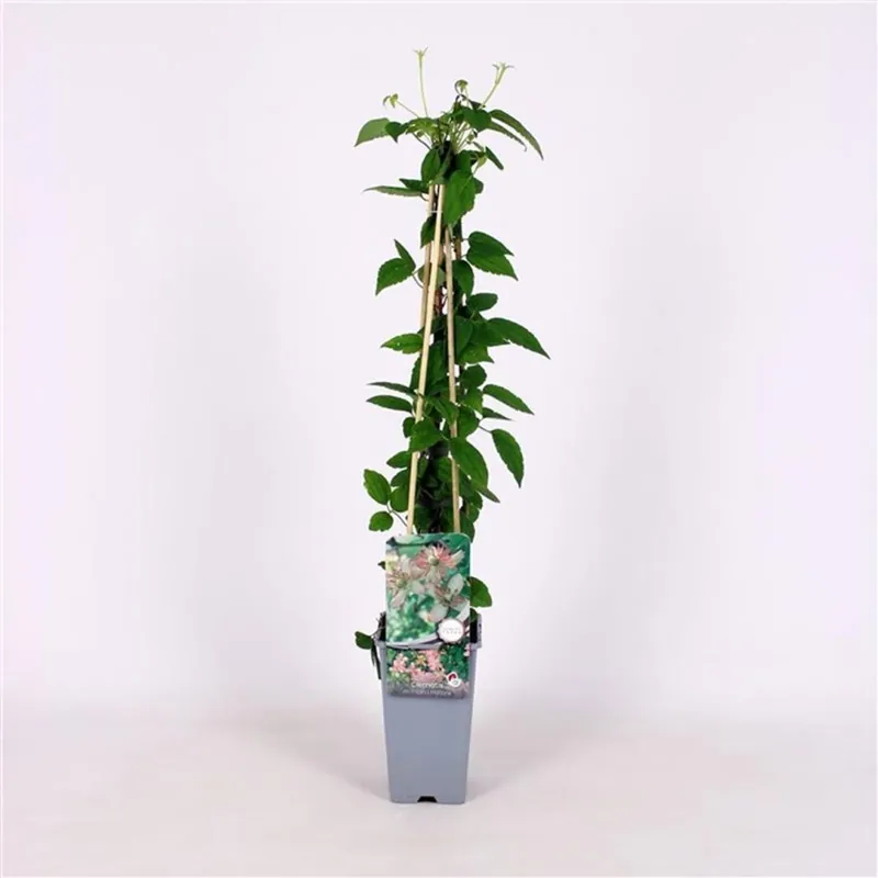 Clematis mont. ‘Marjorie‘ | Slechts tijdelijk