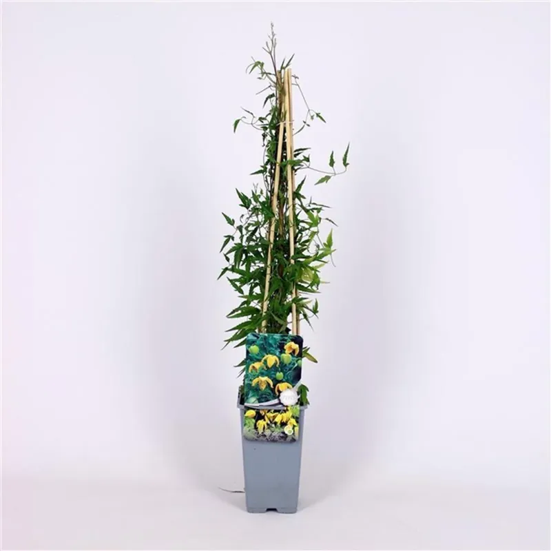 Bestseller | Clematis tangutica
