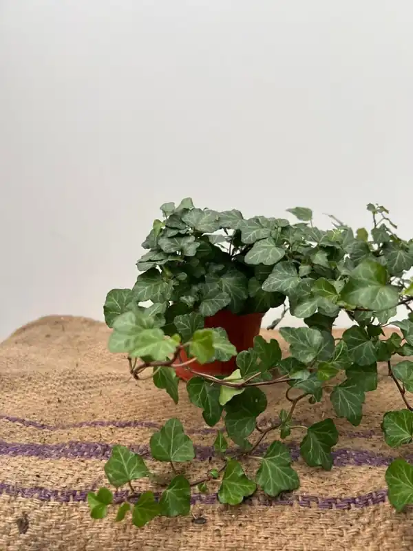 Slechts tijdelijk | Hedera helix ‘Wonder‘