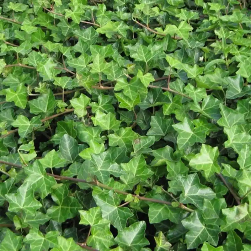 Bestel vandaag - Hedera hibernica