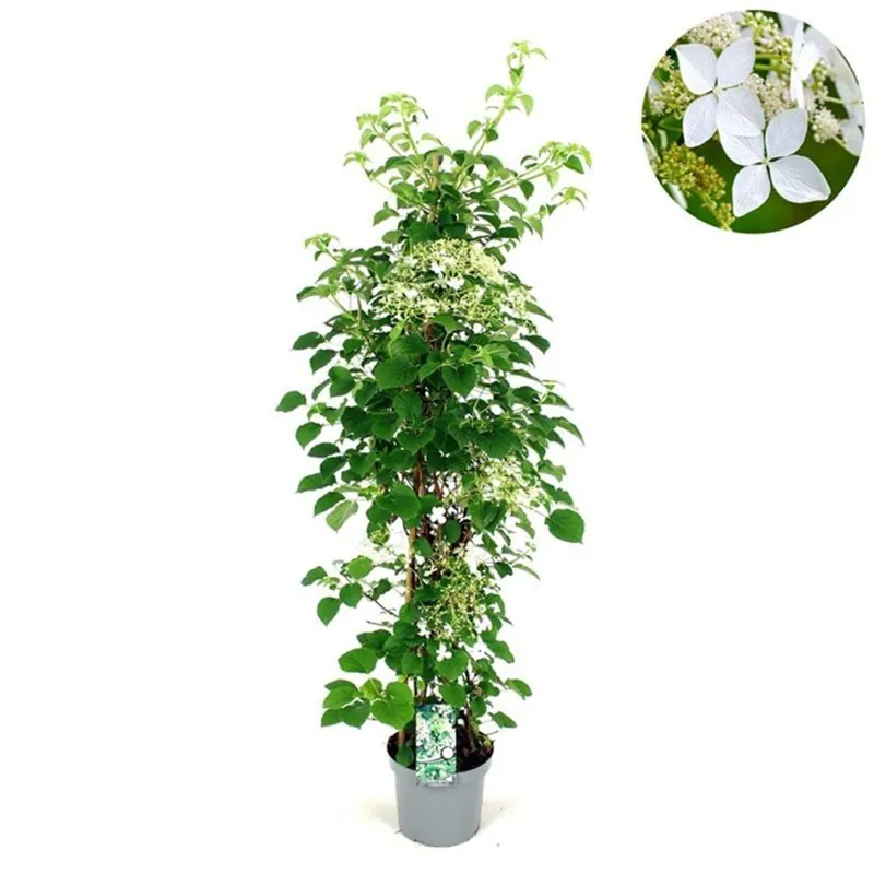 Veel gekozen | Hydrangea anomala ‘Petiolaris‘