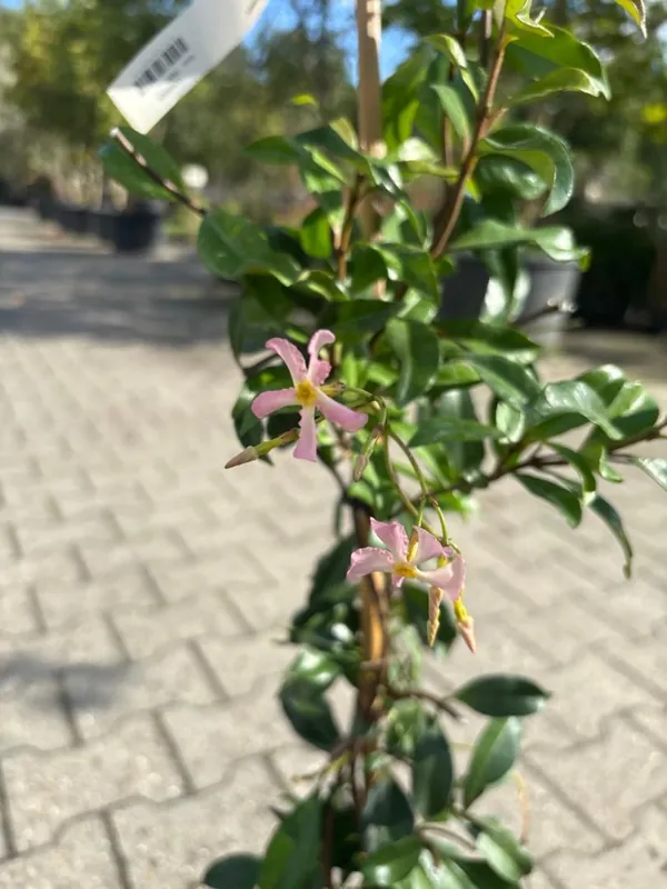 Trachelospermum jas. ‘Pink Showers‘ - Online kopen