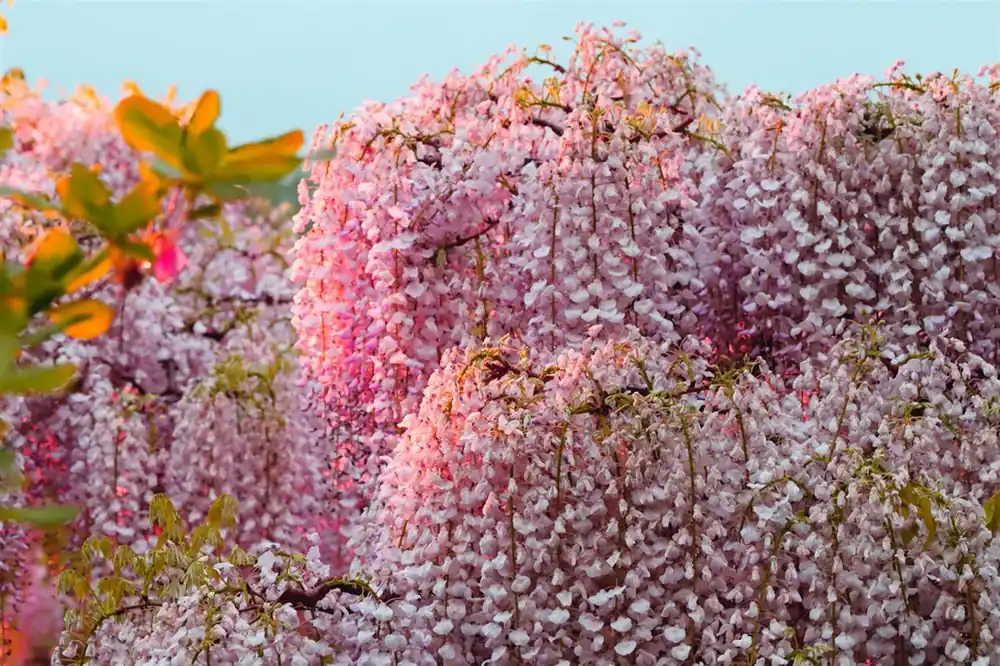 Veilige betaling - Wisteria flor. ‘Rosea‘