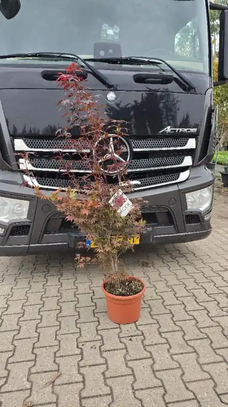 Acer pal. ‘Atropurpureum‘ | Favoriet van klanten