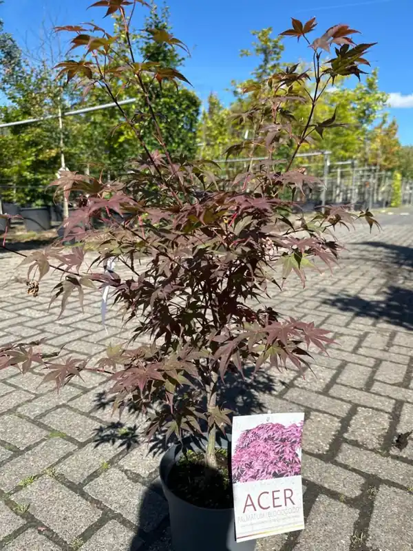 Acer pal. ‘Bloodgood‘ - Voordeelprijs
