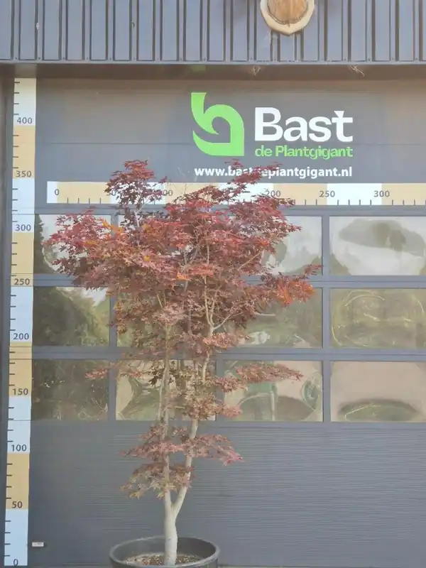 Laatste dagen | Acer pal. ‘Bloodgood‘ Meerstammig