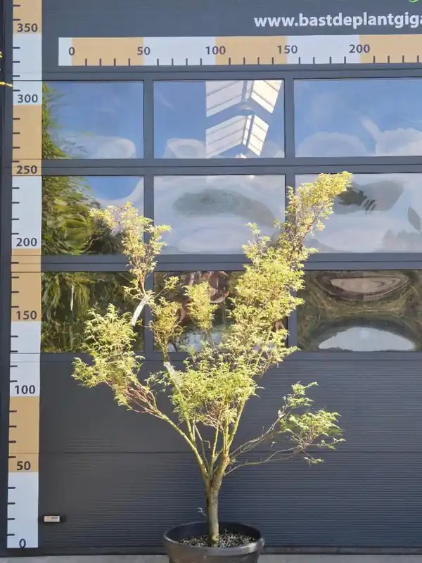 Acer pal. ‘Butterfly‘ | Direct kopen