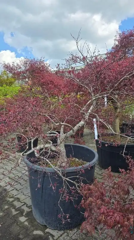 Mis het niet | Acer pal. ‘Dissectum Nigrum‘
