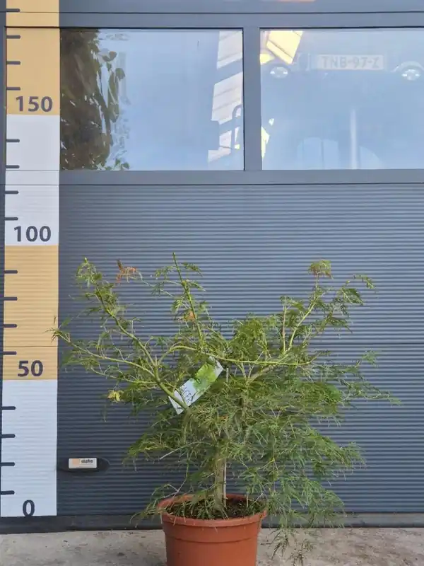 Acer pal. ‘Dissectum‘ - Klaar voor verzending