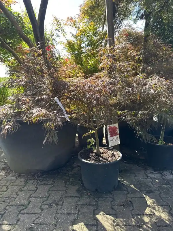 Opruiming | Acer pal. ‘Garnet‘