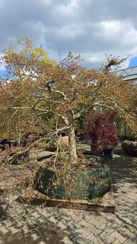 Veilig winkelen | Acer pal. ‘Green Globe‘