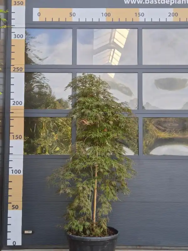 Professionele kwaliteit | Acer pal. ‘Orangeola‘