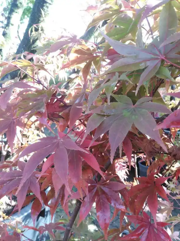 Acer pal. ‘Osakazuki‘ - Online bestelbaar