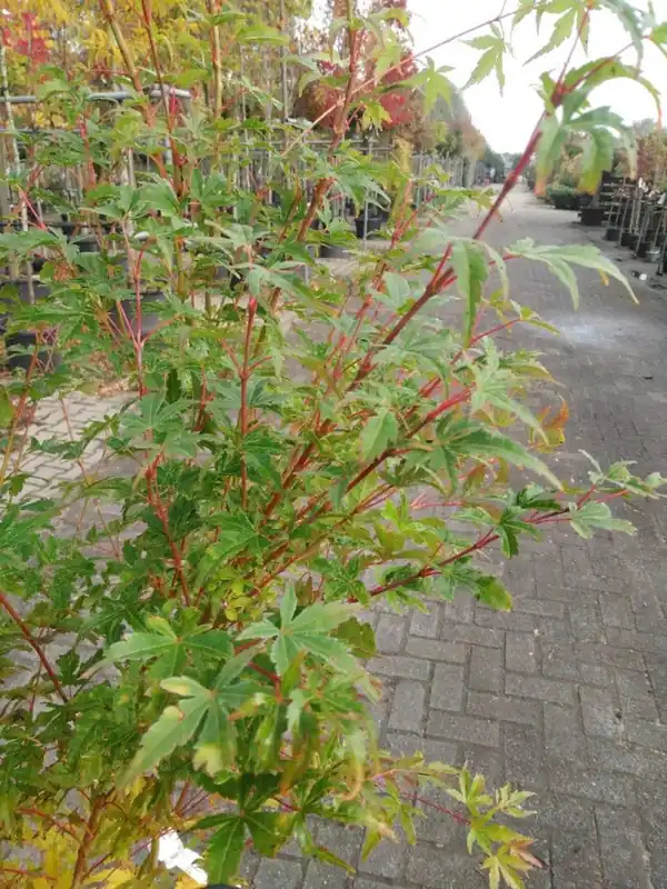 Acer pal. ‘Sangokaku‘ | Shop nu