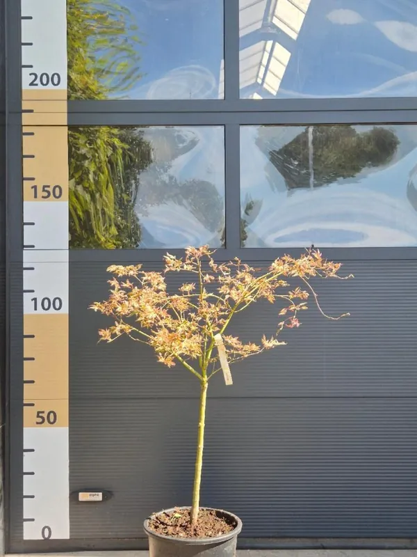 Acer palm. ‘Shirazz‘ | Outlet