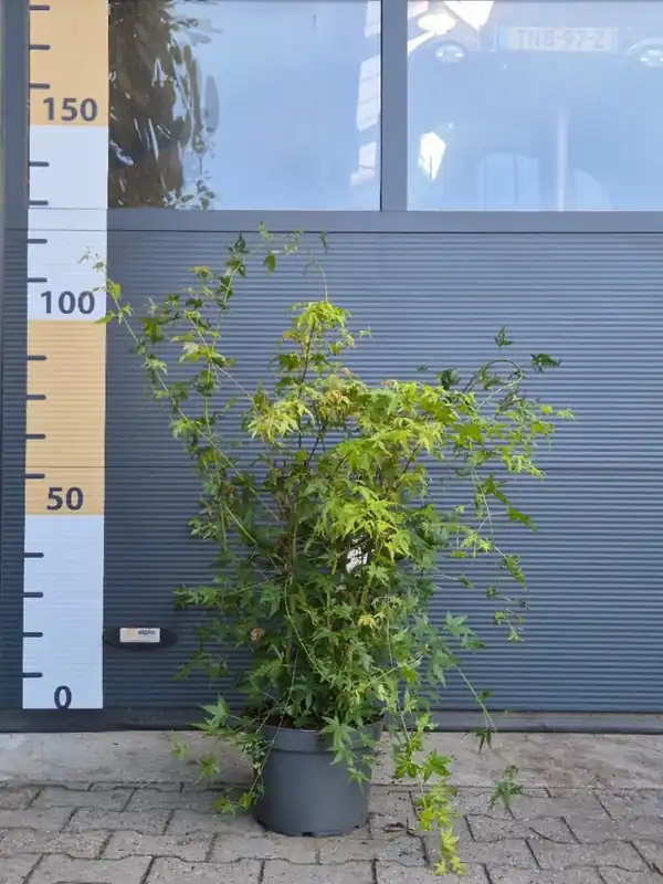 Acer palmatum | Veilige betaling