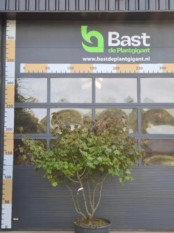 Acer palmatum ‘Ample Surprise‘ - Online kopen