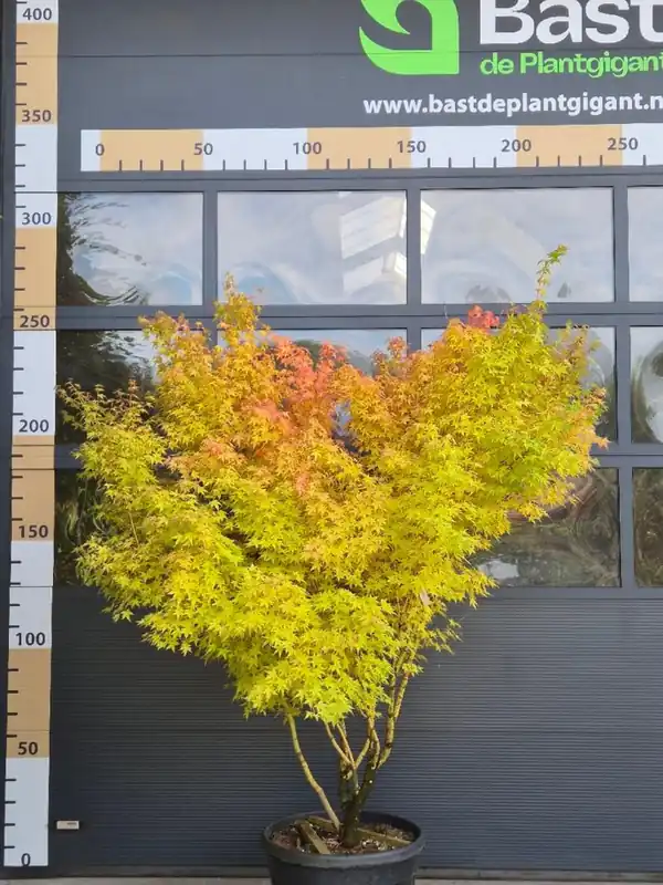 Acer palmatum ‘Bihou‘ - Topprijs