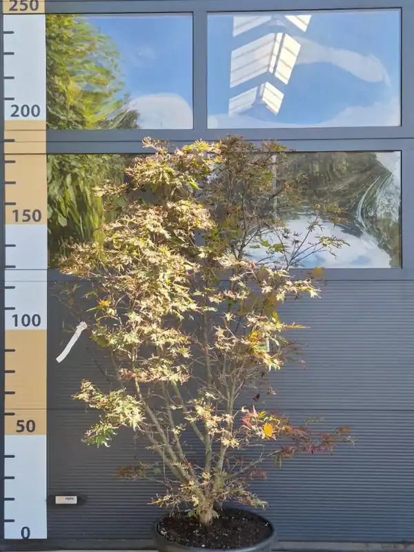 Acer palmatum ‘Shaina‘ - Net binnen