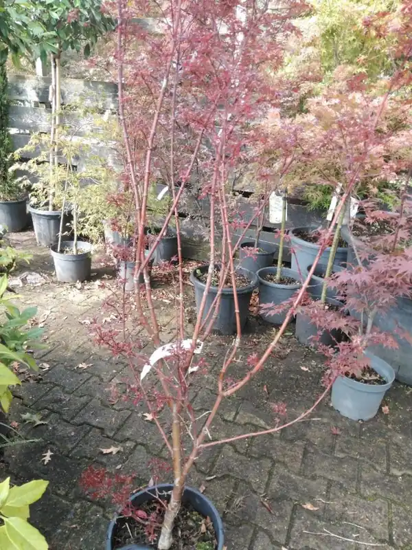 Acer palmatum ‘Skeeters Broom‘ - Wees er snel bij