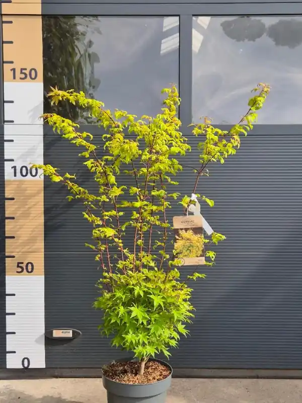Korting - Acer palmatum ‘Summergold‘