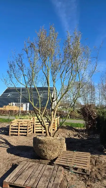 Nu beschikbaar - Acer palmatum Meerstammig