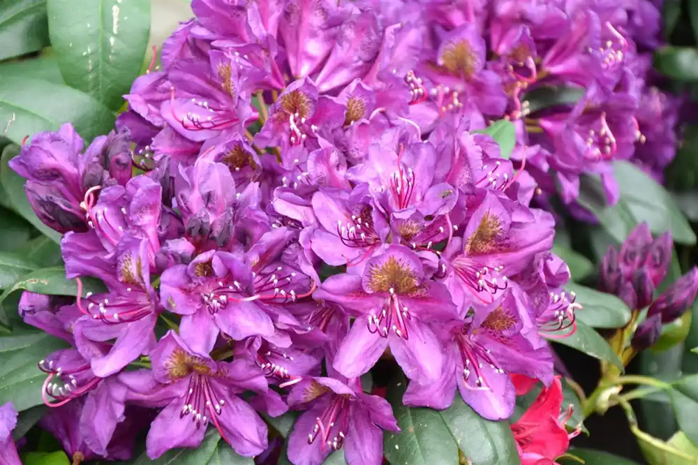 Azalea jap. ‘Conny‘ | Scherpe prijs