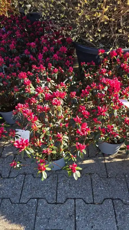 Azalea jap. ‘Madam Galle‘ - Voordelig