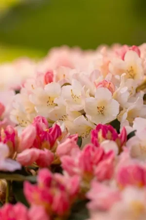 Aanrader | Azalea jap. ‘Multiflora Purper‘